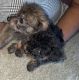 Poodle Puppies for sale in Cincinnati, OH, USA. price: NA