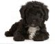 Poodle Puppies for sale in Dallas, TX, USA. price: NA