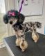 Poodle Puppies for sale in Henderson, KY 42420, USA. price: NA