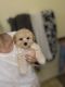 Poodle Puppies for sale in Pearland, TX 77584, USA. price: $1,900