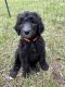 Poodle Puppies for sale in Willis, TX, USA. price: $600