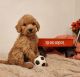 Poodle Puppies for sale in Elwood, IN 46036, USA. price: $500