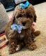 Poodle Puppies for sale in Blythewood, SC, USA. price: NA