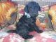 Poodle Puppies for sale in 128 Bourbon Meadow Ln, Everett, PA 15537, USA. price: NA