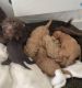 Poodle Puppies for sale in Dallas, TX, USA. price: $500