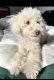 Poodle Puppies for sale in Hollywood, FL, USA. price: $500