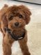 Poodle Puppies for sale in Garden City, MI 48135, USA. price: $2,000