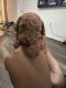 Poodle Puppies for sale in Miami, FL, USA. price: $2,500