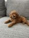 Poodle Puppies for sale in Orlando, FL, USA. price: $2,000
