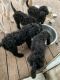Poodle Puppies for sale in Bunnell, FL, USA. price: $500