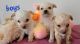 Poodle Puppies for sale in Mineral, VA 23117, USA. price: NA