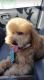 Poodle Puppies for sale in Burbank, CA, USA. price: NA