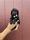 Poodle Puppies for sale in Joplin, MO, USA. price: NA