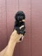 Poodle Puppies for sale in Joplin, MO, USA. price: NA