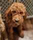 Poodle Puppies for sale in Kenton, OH 43326, USA. price: $400