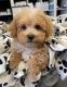 Poodle Puppies for sale in Greenville, SC, USA. price: NA