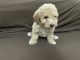 Poodle Puppies for sale in Augusta, GA, USA. price: NA