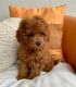 Poodle Puppies for sale in Santa Monica, CA 90403, USA. price: NA