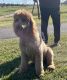 Poodle Puppies for sale in Sugar Land, TX, USA. price: $1,800