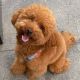 Poodle Puppies for sale in Dallas, TX, USA. price: $600