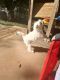 Poodle Puppies for sale in Wichita Falls, TX, USA. price: $400