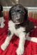 Poodle Puppies for sale in Moultrie, GA, USA. price: NA