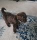 Poodle Puppies for sale in Bloomington, MN, USA. price: NA