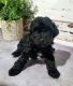 Poodle Puppies for sale in Mt Angel, OR 97362, USA. price: $2,000