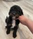 Poodle Puppies for sale in Rancho Cucamonga, CA, USA. price: $1,800