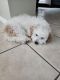 Poodle Puppies for sale in San Antonio, TX, USA. price: $500