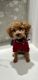 Poodle Puppies for sale in Newport Beach, CA, USA. price: $3,000