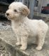 Poodle Puppies for sale in Somerset, KY, USA. price: $950