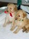 Poodle Puppies for sale in Rushville, IN 46173, USA. price: NA