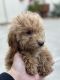 Poodle Puppies for sale in Tarzana, CA 91335, USA. price: NA