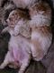 Poodle Puppies for sale in Compton, CA, USA. price: $500