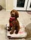 Poodle Puppies for sale in Las Vegas, NV, USA. price: NA