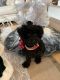 Poodle Puppies for sale in Miami, FL, USA. price: $3,600