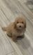 Poodle Puppies for sale in Los Angeles, CA, USA. price: $1,000