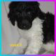 Poodle Puppies for sale in Hacienda Heights, CA, USA. price: NA