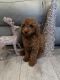 Poodle Puppies for sale in North Highlands, CA, USA. price: $2,500