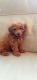 Poodle Puppies for sale in North Highlands, CA, USA. price: $2,500