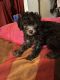 Poodle Puppies for sale in Columbia, TN 38401, USA. price: NA