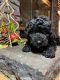 Poodle Puppies for sale in Waynesville, NC 28786, USA. price: NA