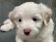 Poodle Puppies for sale in The Bronx, NY, USA. price: $1,000