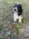 Poodle Puppies for sale in Webster, FL 33597, USA. price: $800