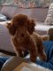 Poodle Puppies for sale in Chuckey, TN 37641, USA. price: NA