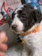 Poodle Puppies for sale in Madison, Nashville, TN 37115, USA. price: $1,200