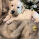 Poodle Puppies for sale in Midland, OH, USA. price: NA