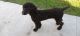 Poodle Puppies for sale in Watson, LA 70706, USA. price: $900