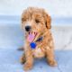 Poodle Puppies for sale in Kansas City, MO, USA. price: $600